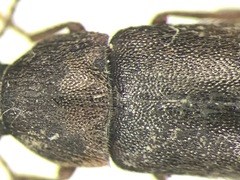 Scotochroa buprestoides