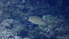 Diplodus annularis