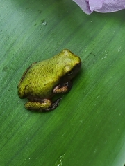 Hyla