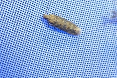 Scrobipalpa ocellatella