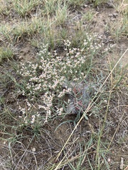Eriogonum effusum