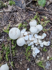 Lycoperdon