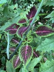 Coleus scutellarioides