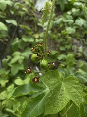 Jatropha gossypiifolia