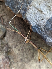 Megaphasma denticrus