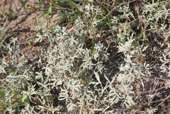 Sphaeralcea coccinea