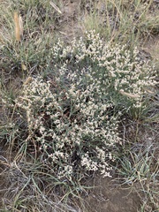 Eriogonum effusum