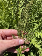 Athyrium americanum