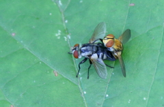 Gymnoclytia