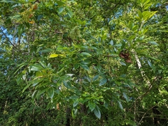 Fraxinus caroliniana