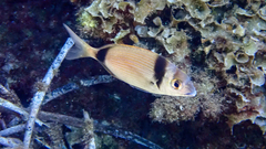 Diplodus vulgaris