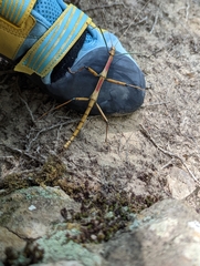 Megaphasma denticrus