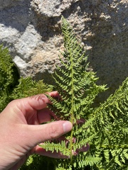 Athyrium americanum