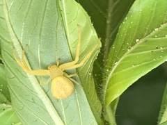 Misumena vatia