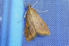 Udea ferrugalis