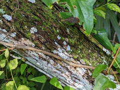 Fraxinus caroliniana