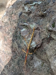 Megaphasma denticrus