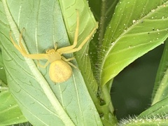 Misumena vatia