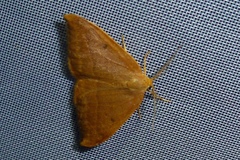 Watsonalla cultraria