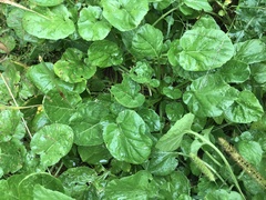 Barbarea vulgaris