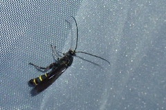 Metopius fuscipennis