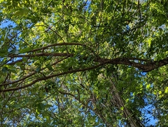 Fraxinus caroliniana