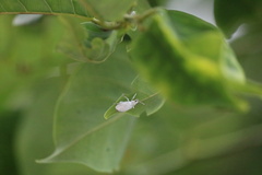 Myllocerus undecimpustulatus