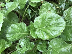Barbarea vulgaris