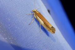 Ypsolopha parenthesella