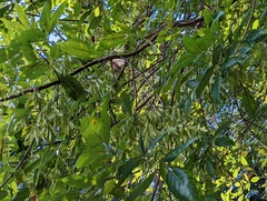Fraxinus caroliniana