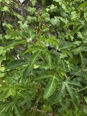 Jatropha gossypiifolia