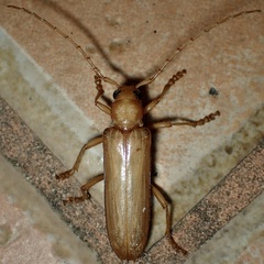 Atylostagma politum