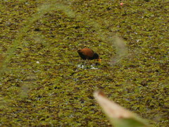 Jacana jacana