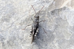 Oedipoda