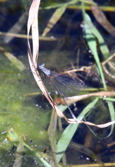Lestes eurinus