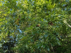 Fraxinus caroliniana