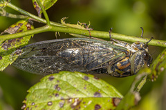 Neotibicen canicularis