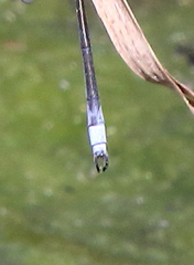 Lestes eurinus