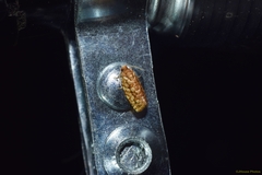 Choristoneura houstonana