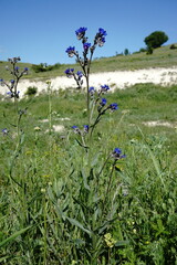 Anchusa leptophylla