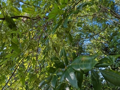 Fraxinus caroliniana