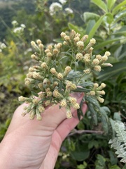 Brickellia eupatorioides