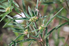 Chariesterus antennator