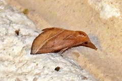 Phyprosopus callitrichoides