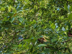 Fraxinus caroliniana