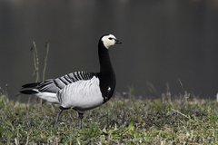 Branta leucopsis