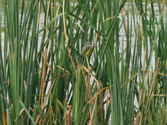 Tyrannus melancholicus