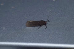 Virbia laeta