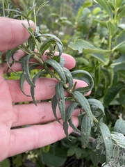 Brickellia eupatorioides
