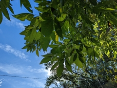 Fraxinus caroliniana